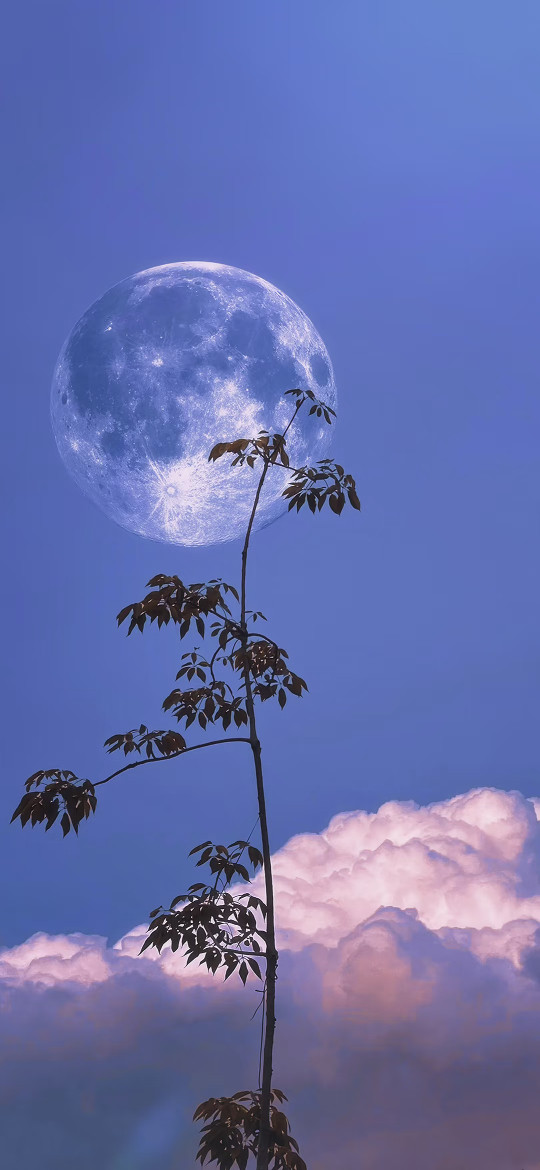 𝐒𝐡𝐚𝐫𝐞壁纸｜星月花境氛围感壁纸｜高清全屏无水印｜夜空花木与浩瀚星