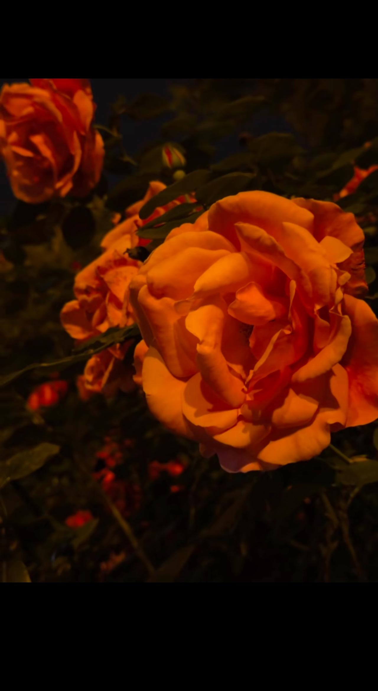 “兰知春序”搬家了？直播间回西安了？我看了一下，公司IP还真的是在西安。