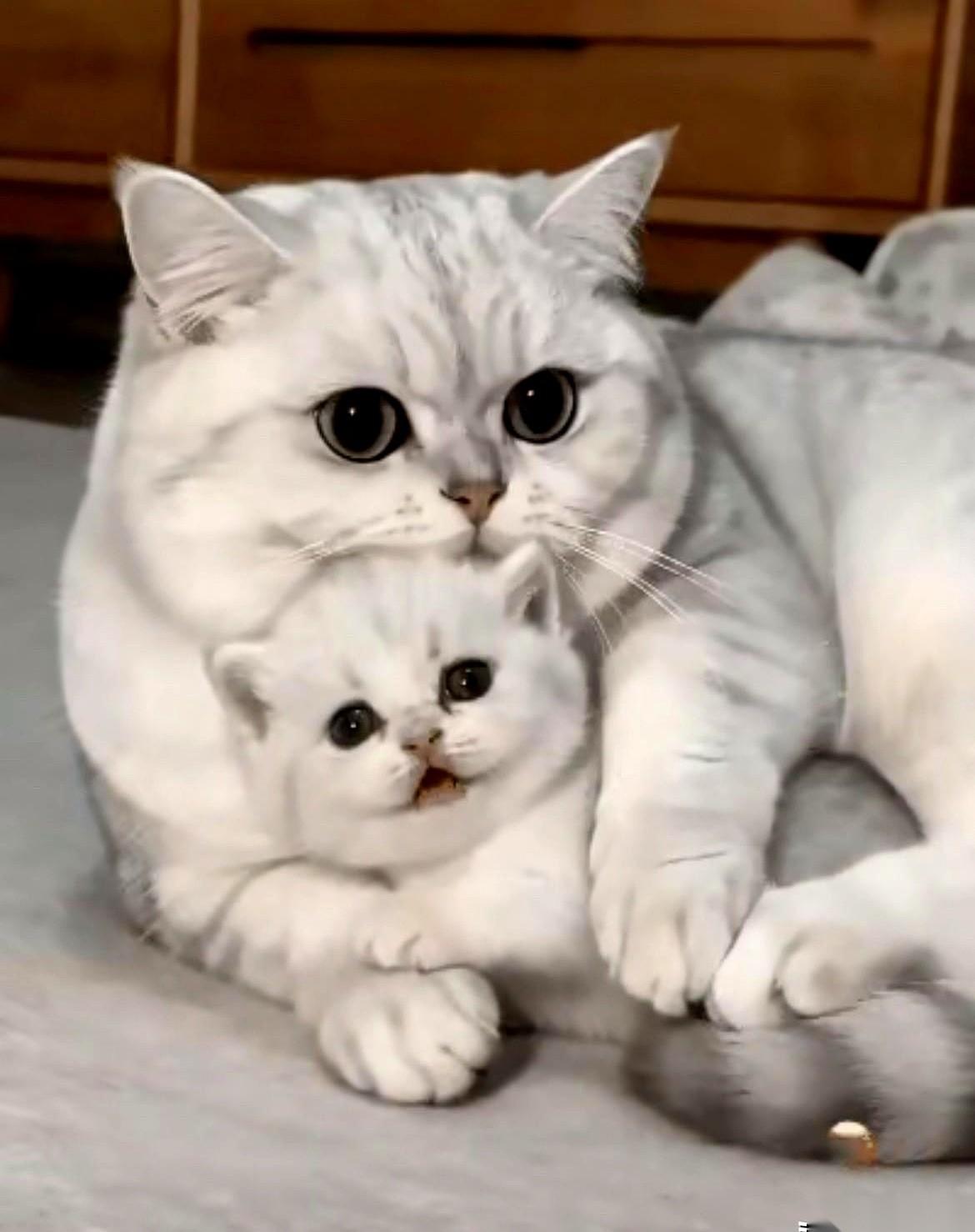 家里的猫生下3只小猫后天天防贼一样叼着四处藏，最后藏到自己都找不着了。窝里早空