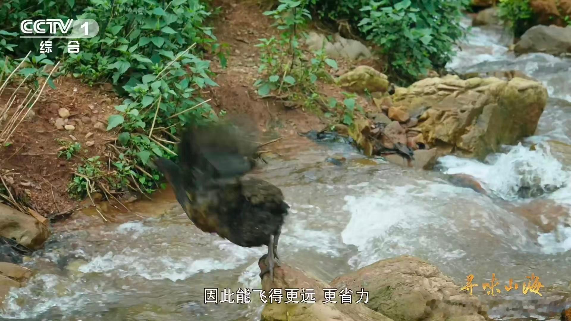 中国人新石器时代就驯养鸡了云南瓢鸡在云南六大名鸡里别具一格，少了关键部位，臀部