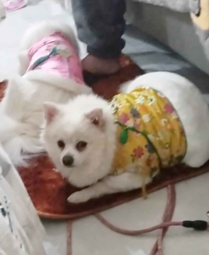 五只狗宝宝都去了新家，平日里最爱吃吃喝喝的狗妈妈，竟一反常态地趴在那里一动不动。