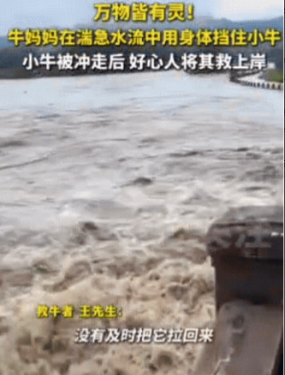 太有灵性了！浙江，牛正在河边吃草，不料，河水突然暴涨，主人来不及拉回，母牛和小牛