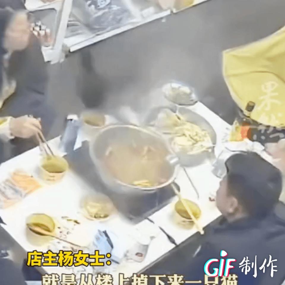 重庆老板大义！5月2日，重庆一家露天火锅店，很多顾客正在用餐，突然一只野猫从楼上
