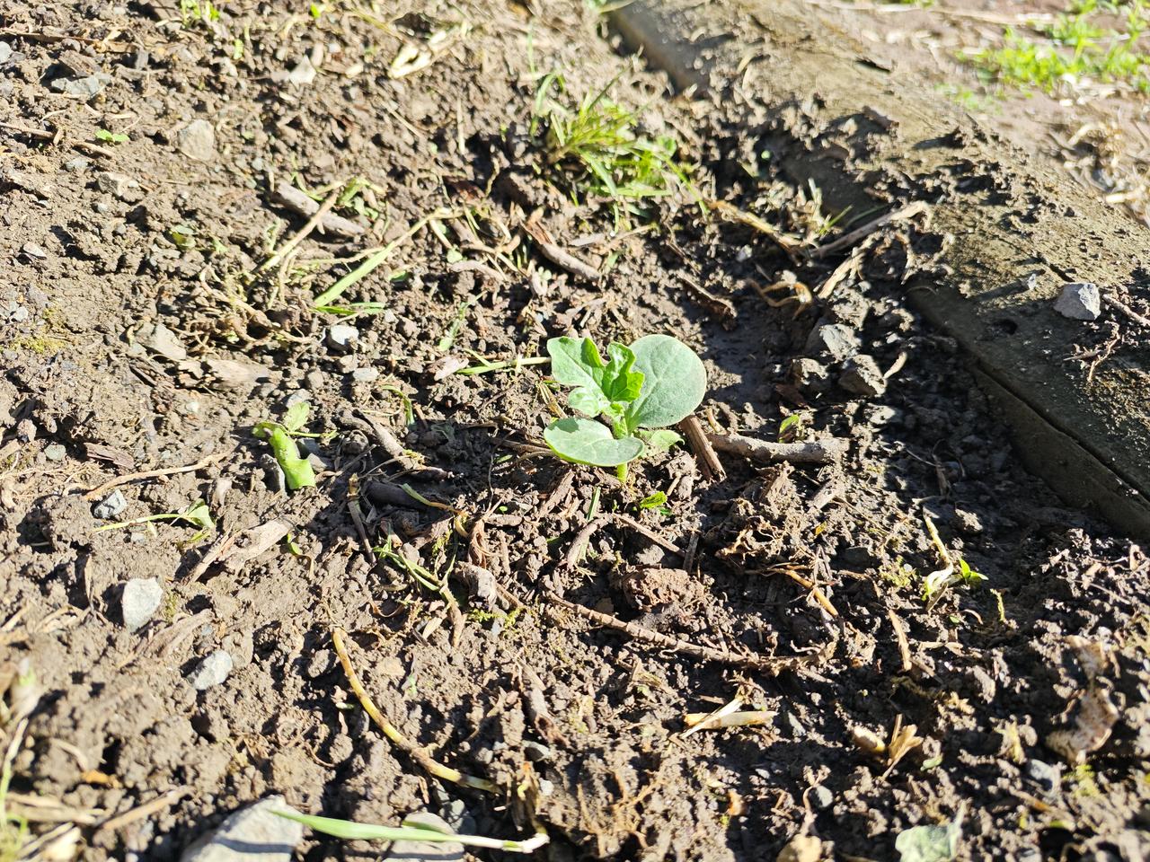 种西瓜两周前，女儿买回来一小袋西瓜种子，让我给她种起来。打开一看，西瓜籽好小