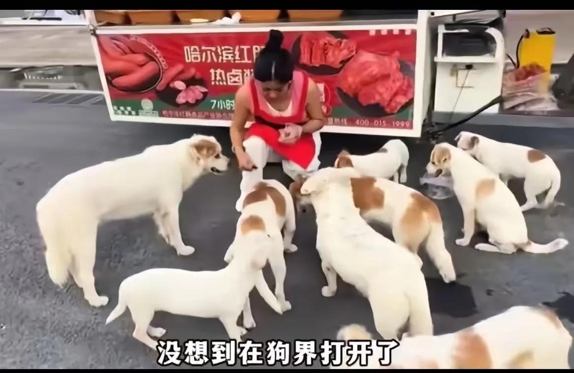 这篇故事温暖又幽默，展现了一个善良的美女卖家因为一群“忠实粉丝”——流浪狗的偶然