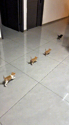 这个视频我都看好几遍，看一次笑一次。家里大猫生了一窝小猫咪，谁能想到这帮小家伙
