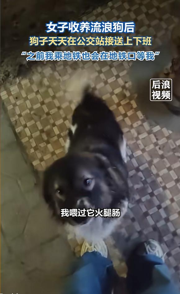 “万物皆有灵！”12月26日，广东惠州，一女子偶遇一只流浪狗，见小狗可怜，就决定