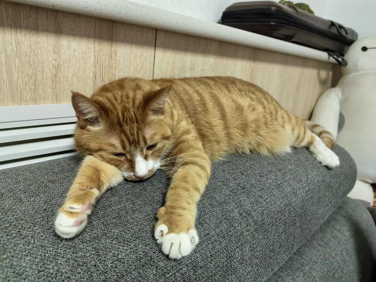 我的猫猫最乖！不吵不闹，不挑食不闹病，不拆家不打架，安安静静，稳稳当当。就是不