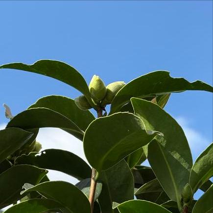 今天  执纪审查中管原官员1人 今天下午3:30，执纪审查中管原官员1人，