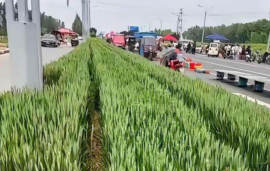 你见过绿化带里种麦子、种油菜吗？女子旅游拍到最美公路，麦子油菜种满绿化带。近日