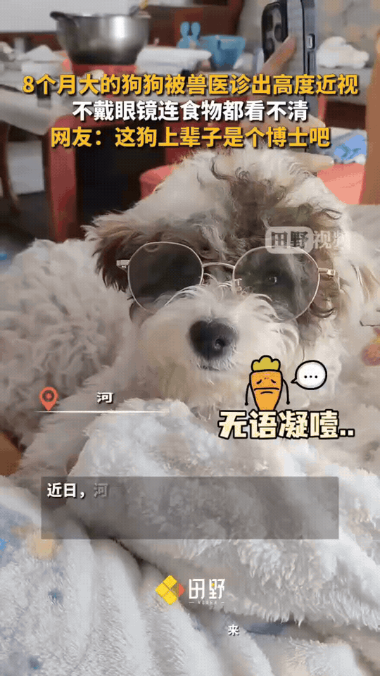8个月大的小狗居然高度近视，不戴眼镜连吃的都找不到，一脸迷茫到处闻，真的又可怜又