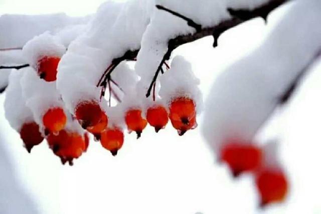 《与冬雪约一场故事》作者: 博雅