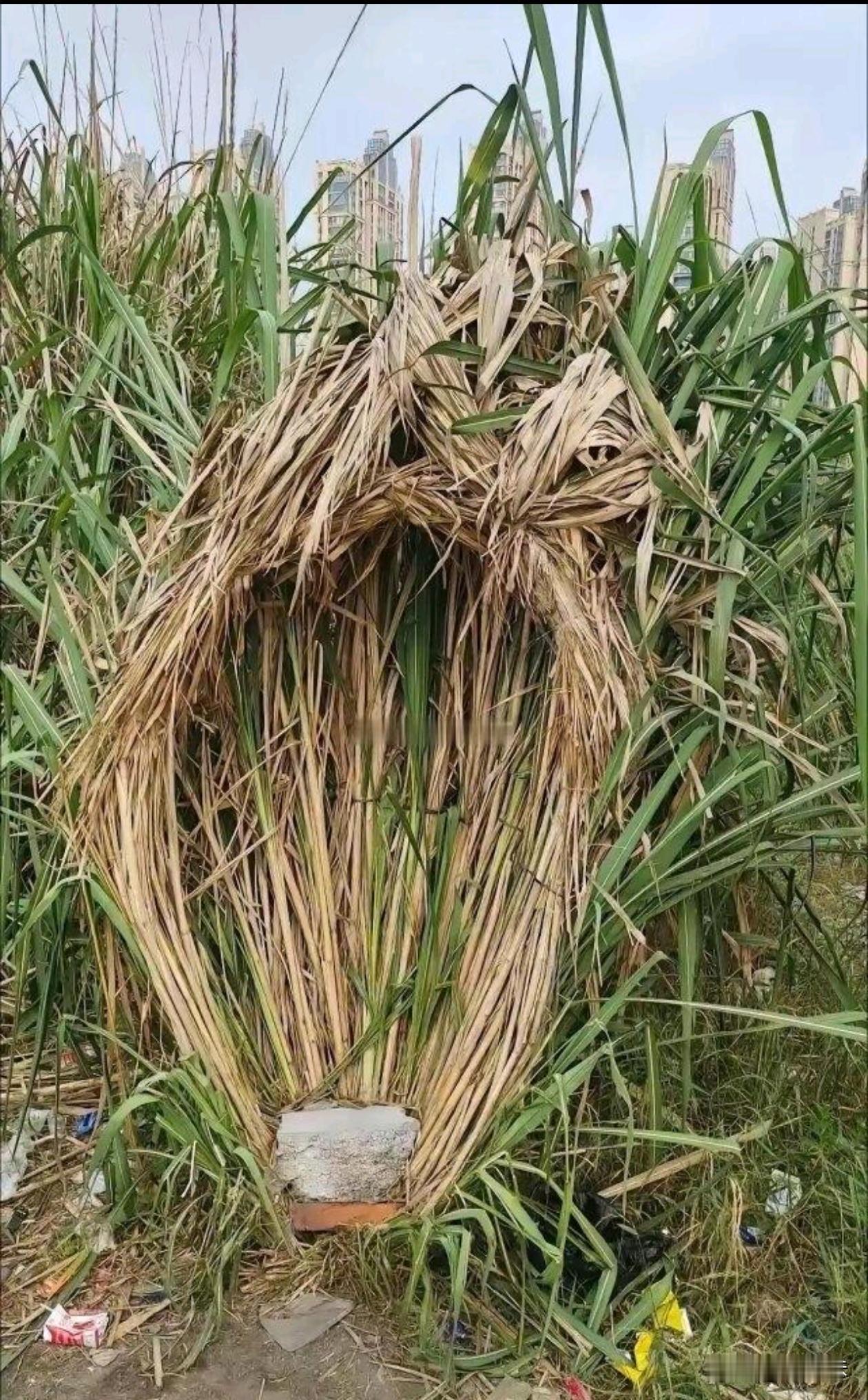 资深老钓友喜不喜欢这个钓位？