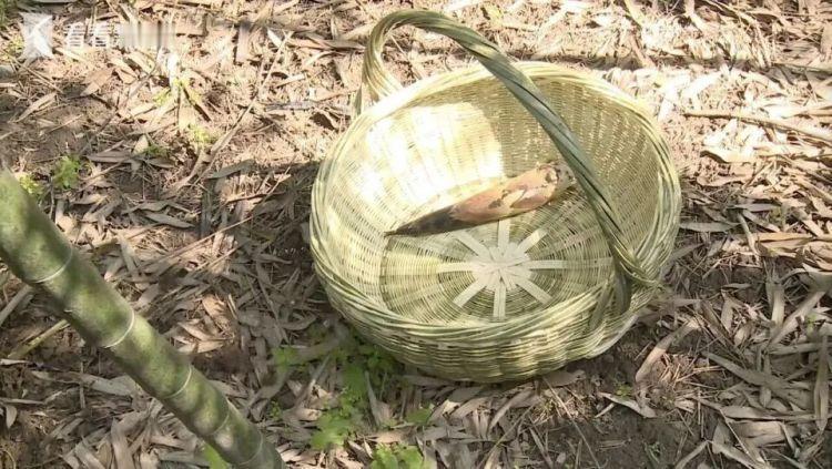 贪心必遭反噬！重庆男子逛景区，不好好赏景，偷偷钻进竹林挖竹笋，意外摔倒后被笋尖扎