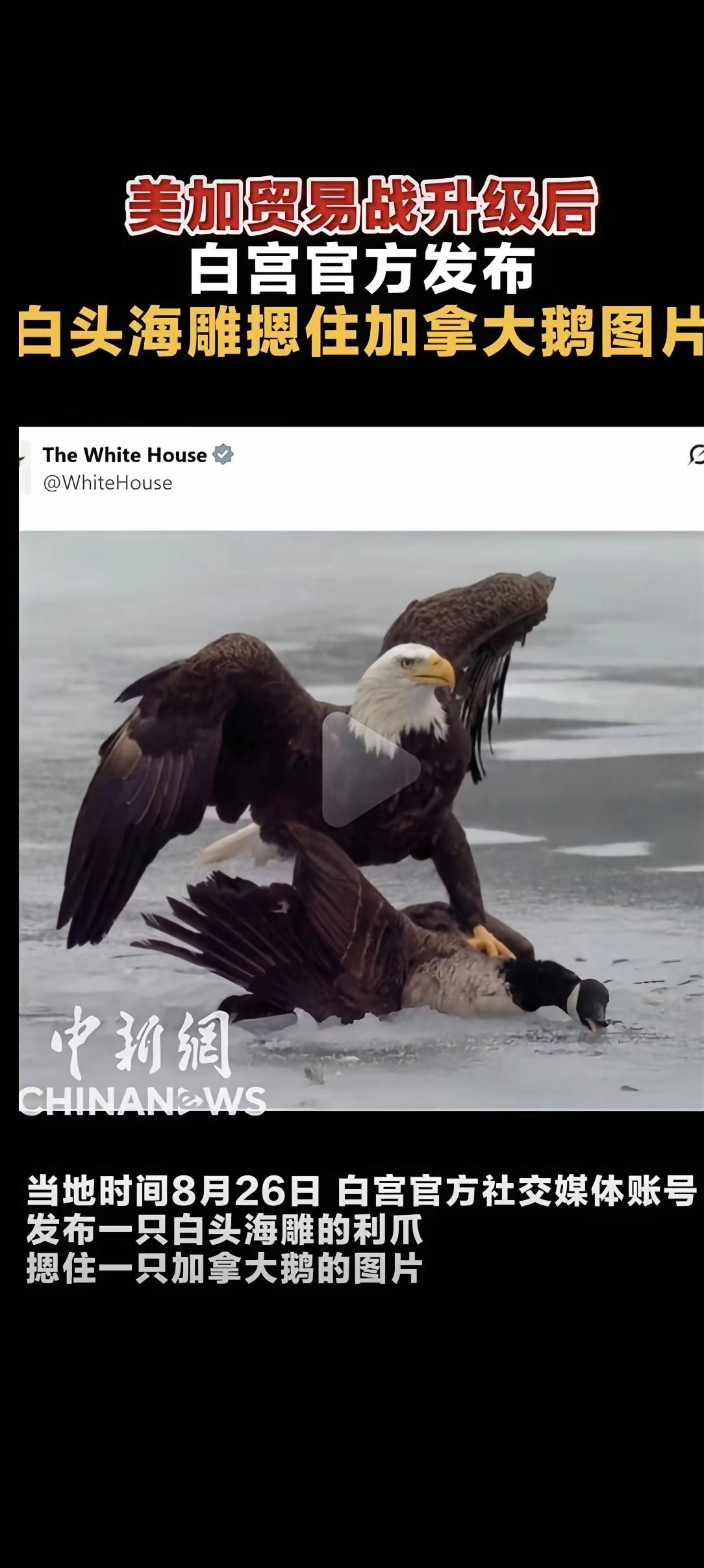 美加贸易战升级，白宫直接下场搞心理战了。8月26日，白宫官方社交媒体账号发了