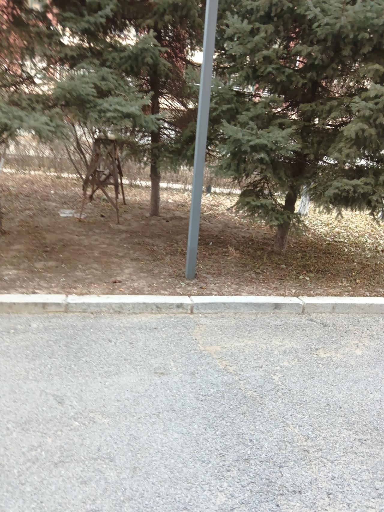 秋日公园漫步，落叶铺满小径。秋日公园美景秋色漫步秋日漫步深秋游园随手拍