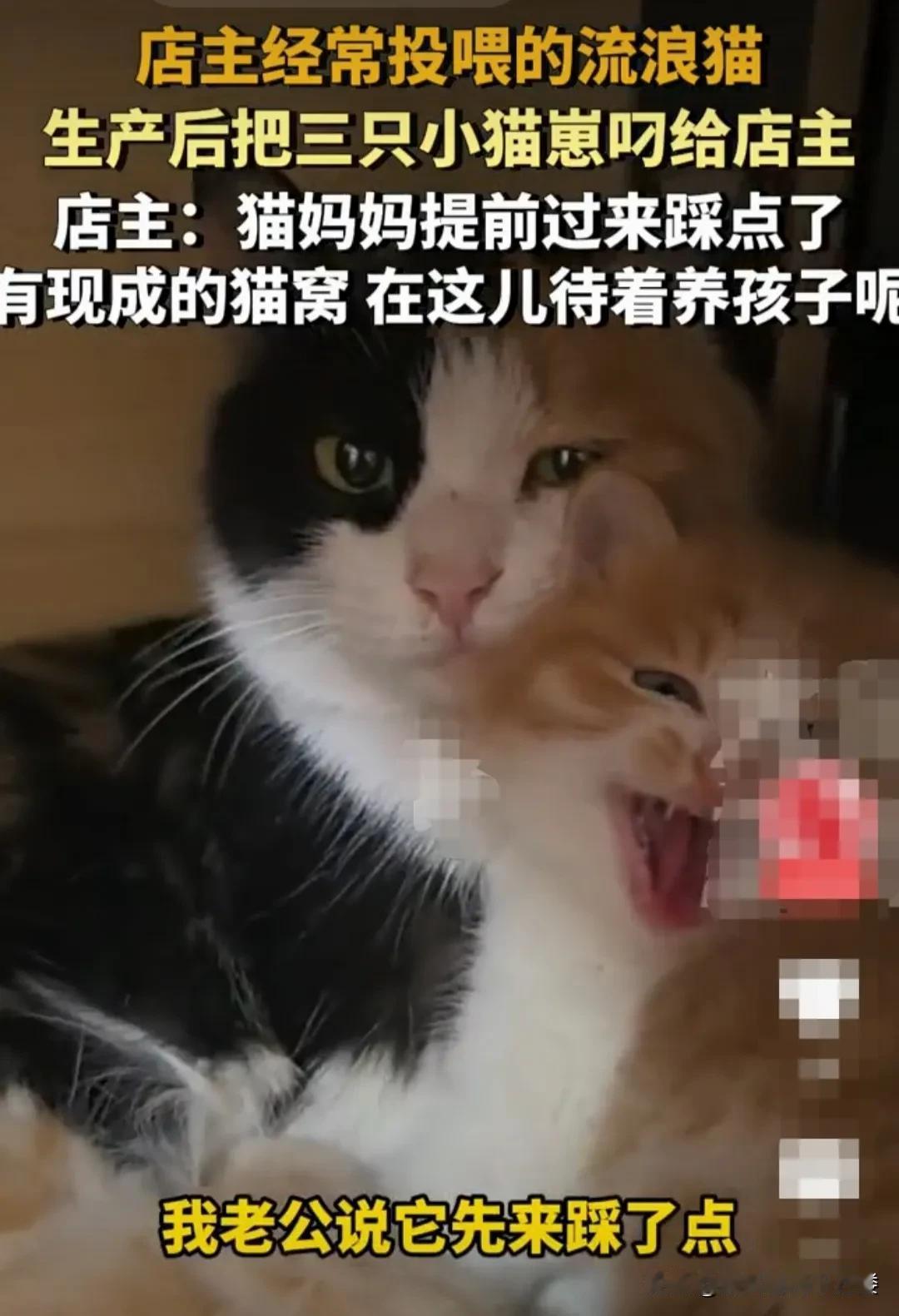 河北廊坊，店主经常喂养小区的一只流浪猫。这只流浪猫在过年前生了三个猫崽子。流浪