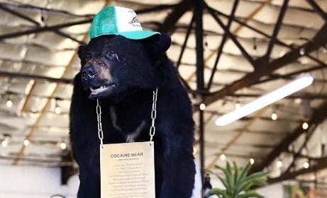 1985年，毒贩桑顿的飞机出事了，1500万美元的可卡因掉进了森林，然后，一只