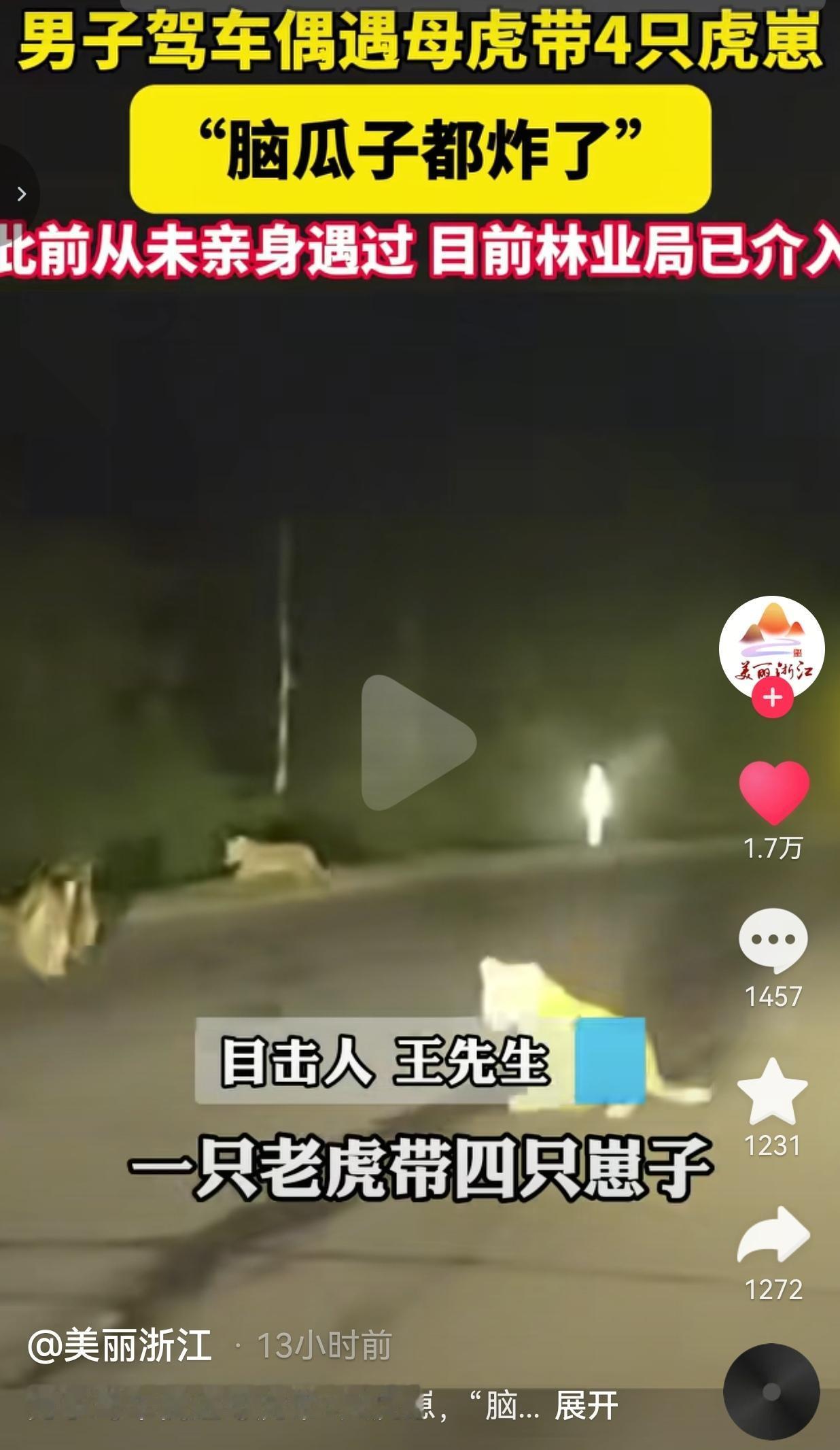 吉林延边男子驾车偶遇母虎带着4只幼崽，当事人：当时脑瓜子都炸了吉林延边安图