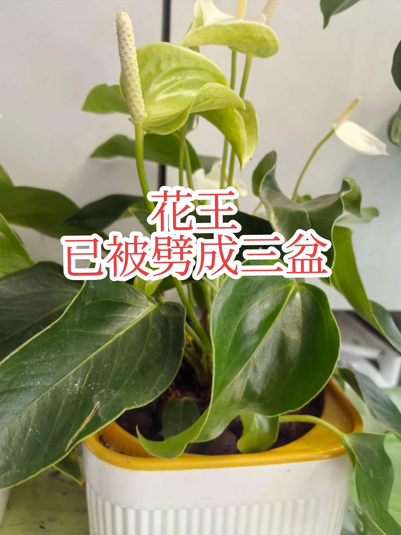 前几天我说我有一个特别大盆的花王一帆风顺。一盆花开了四五十朵，后来发现这个盆太小