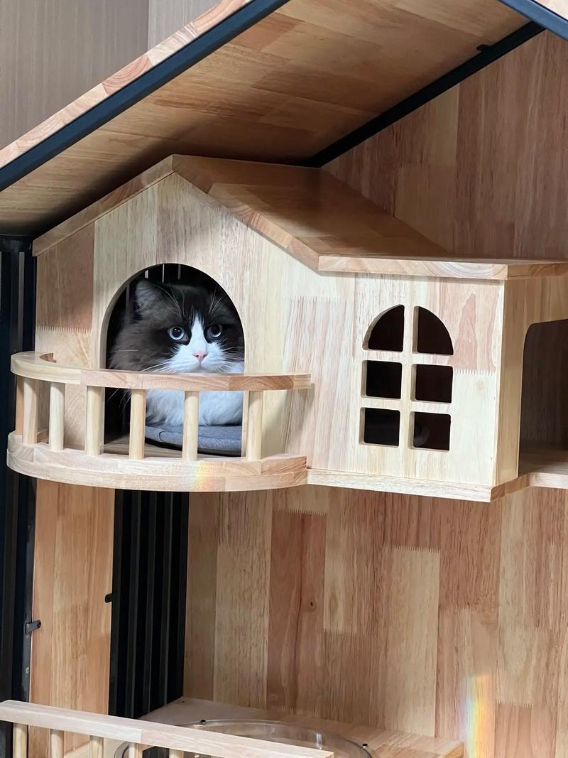 朋友筱雯把猫养在楼梯间，清明假期回来感觉天塌了：猫别墅被打开，猫不见了，听说垃圾