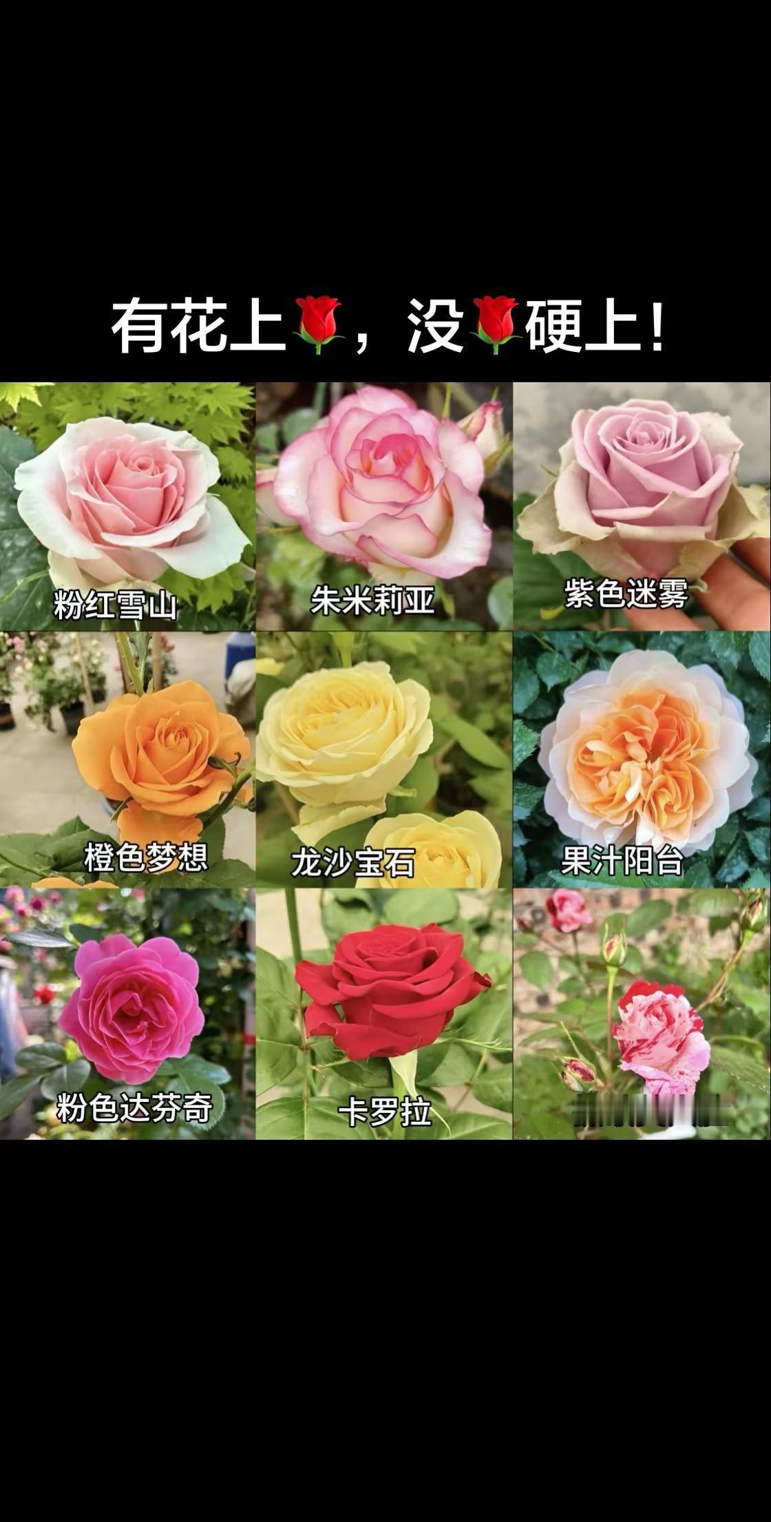 养花人必入的9种月季，颜值与实力并存！每一款都长在养花人的审美上粉的温柔、橙的治