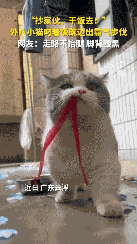 绝了！广东云浮惊现“干饭拽猫”！外八字步伐叼碗霸气干饭，网友：这脚背黢黑是走了多