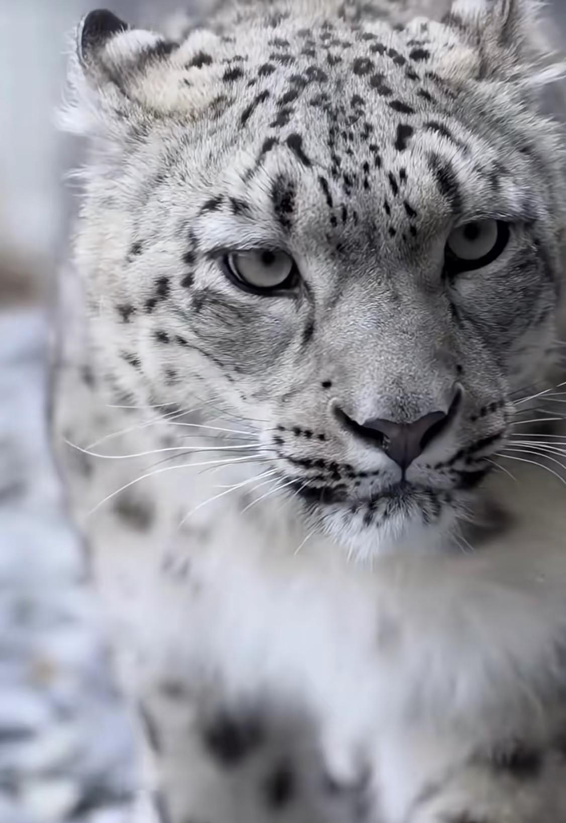 23号可可托海一女子被雪豹咬伤，伤口疑似集中在脸部，而事发地不远就有“请勿靠近”