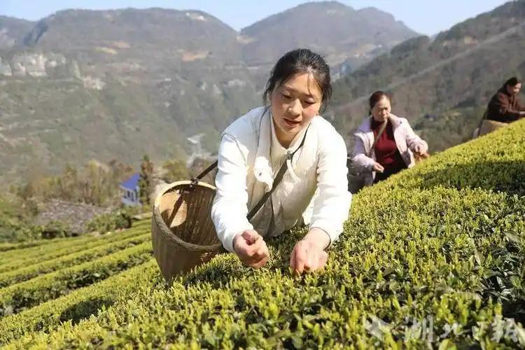 现在极端女权又把目标，对准采茶女工了，她们呼吁抵制国产茶叶，因为国产茶叶都是由采