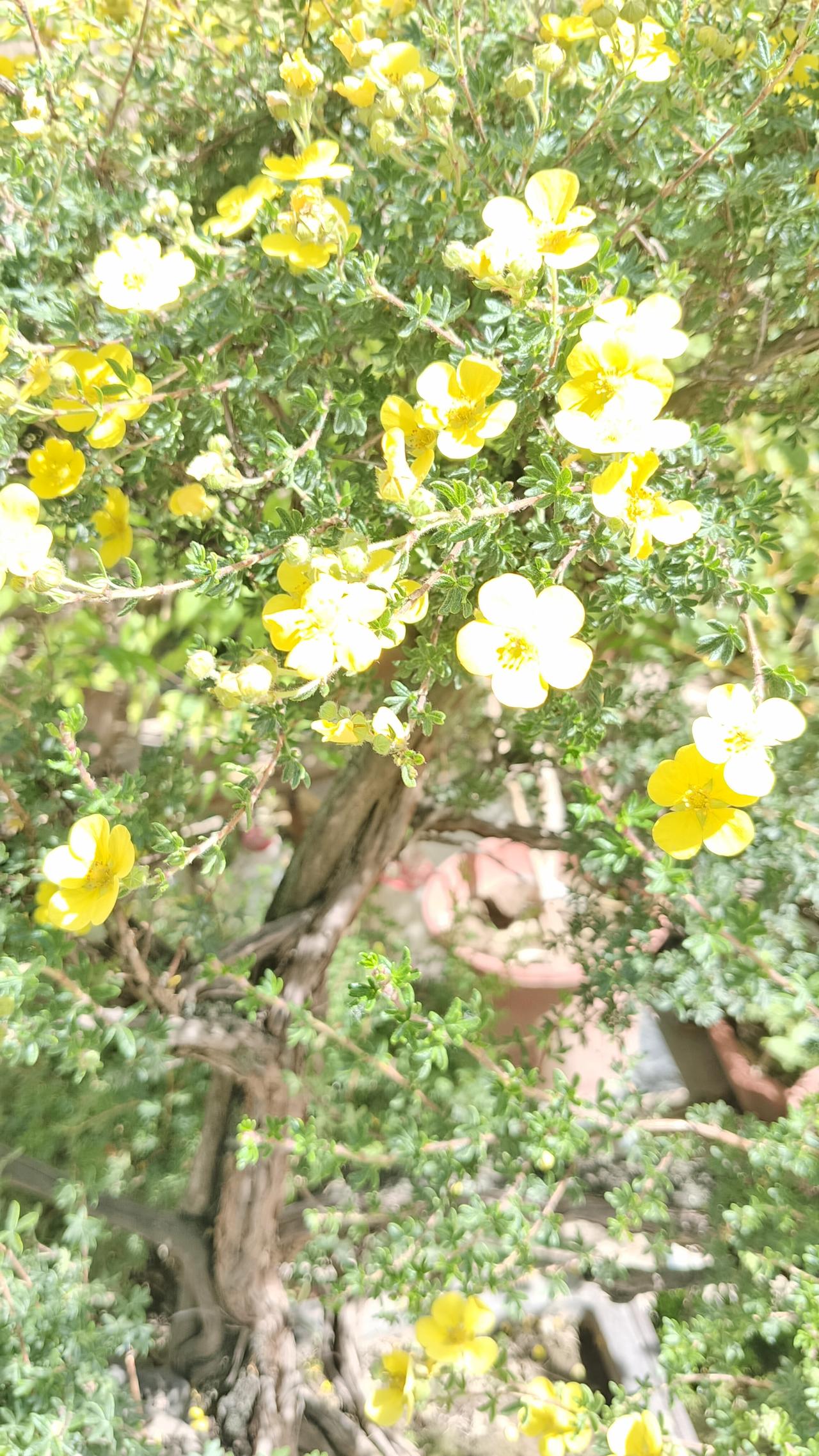 今日生活小确幸一盆碎花盆栽
