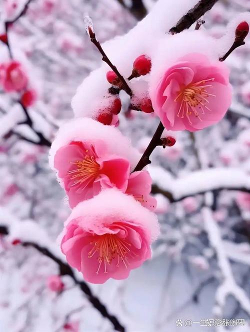 上联：寒天独宠梅花雪，下联：冷月偏怜枫叶红，下联：沧海轻吟岁月章。