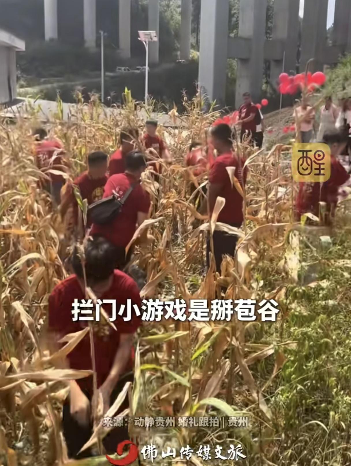 接亲有了新赛道，建议全国推广。贵州一对新人结婚，新娘家要求掰完苞谷才能把新娘接
