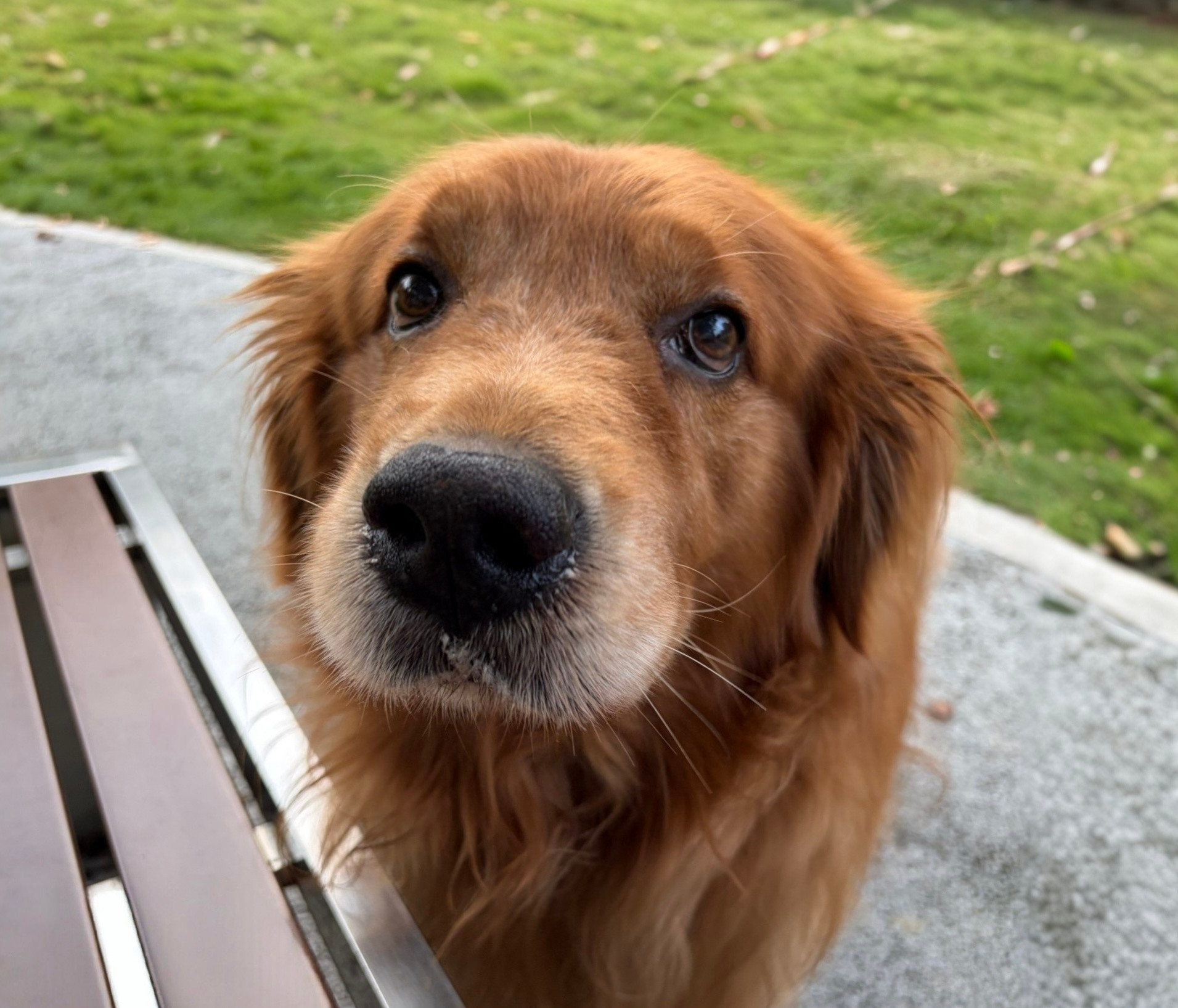 老大好像确实不太显老，我不说的话能看出这是一只九岁半的大金毛吗？[大笑]​​​