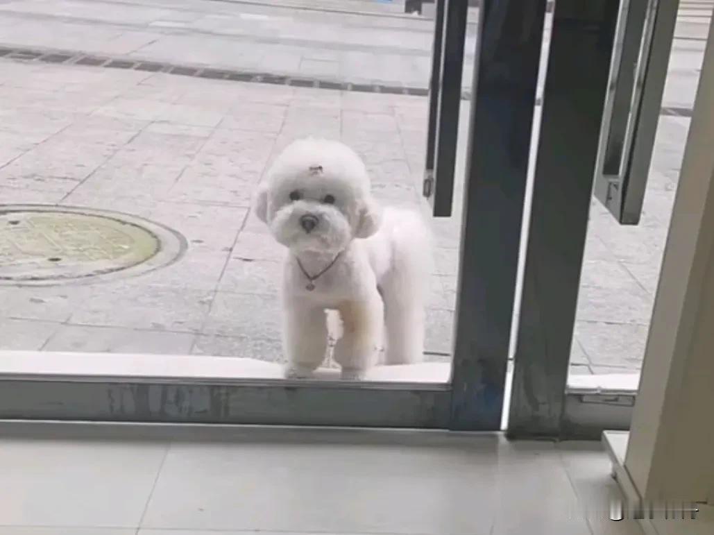 离家出走的小狗又跑回来了，这次决定不再收养它了。这只小狗曾经是家里的团宠，谁知