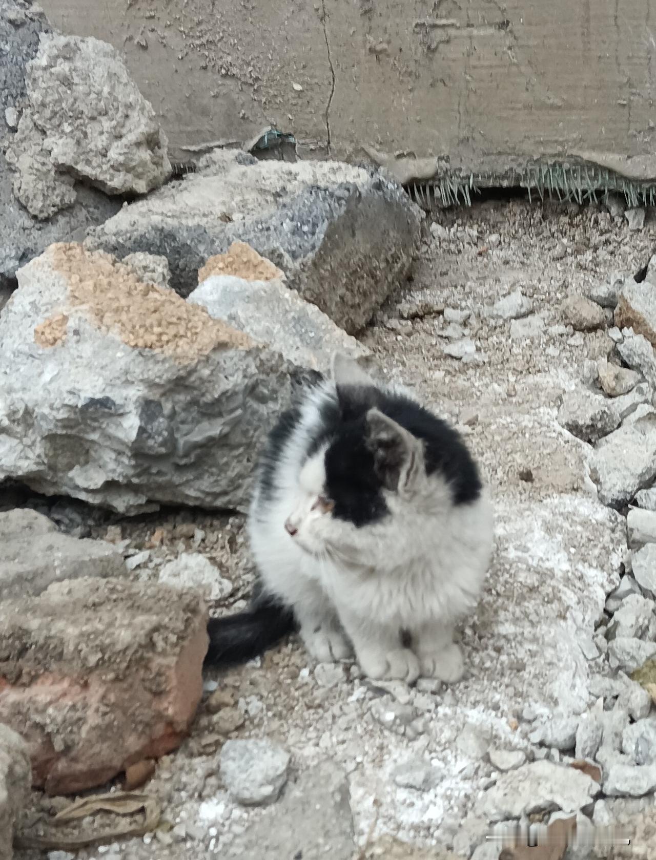 孤独的小猫秋风渐冷，楼前乱石堆里蹲着这只刚满月的黑白小花猫。小小的身子裹着蓬松
