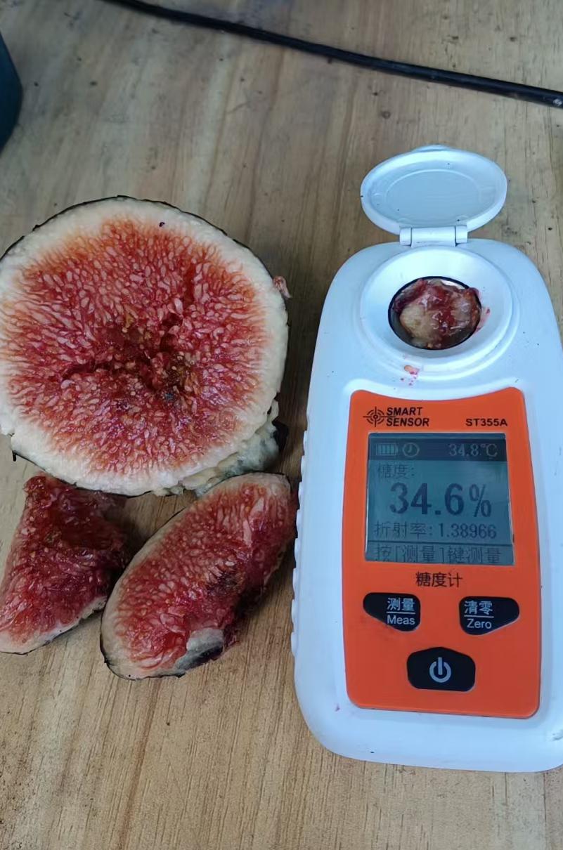 久留米无花果真是值得拥有的品种！有的果子糖度能到34.6，重量达110克，不同种