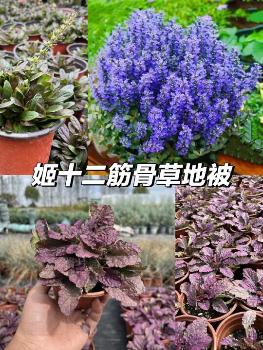 ✨高级感花境必备🌿