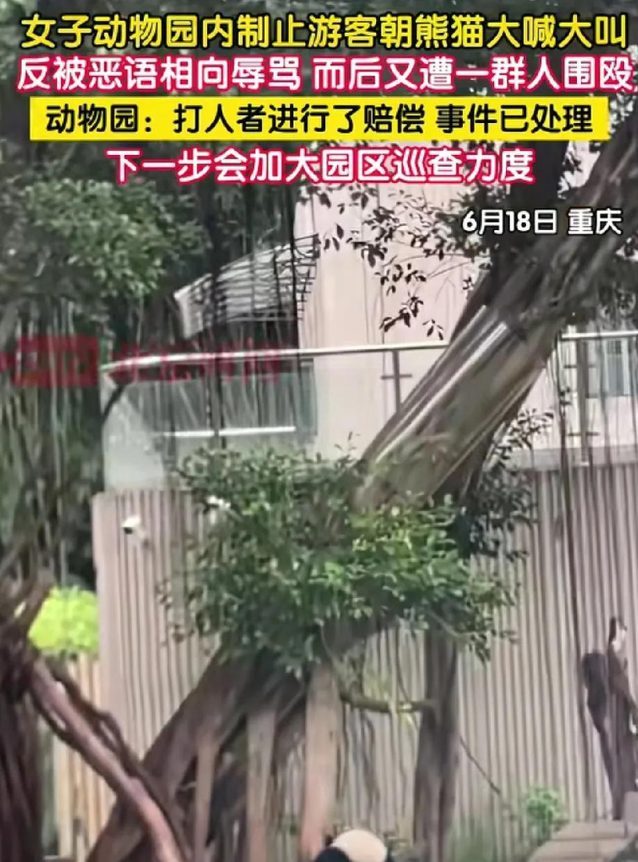 谁的错？重庆动物园，熊猫在午休的时候，一名女子却对着熊猫大喊大叫，被另外一名黄衣