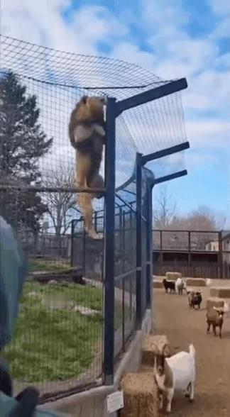 狮子直接从围栏跳出去了，外面的小羊可要危险了[哭哭][哭哭][哭哭][哭哭][