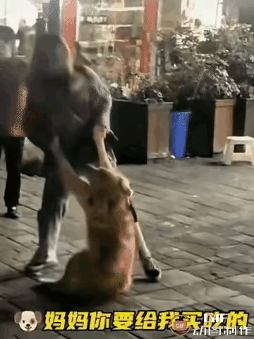 狗狗也太会撒娇了女子在大街上遛狗，狗狗走到烤串跟前，闻到有烤肉味，就直接扒地上