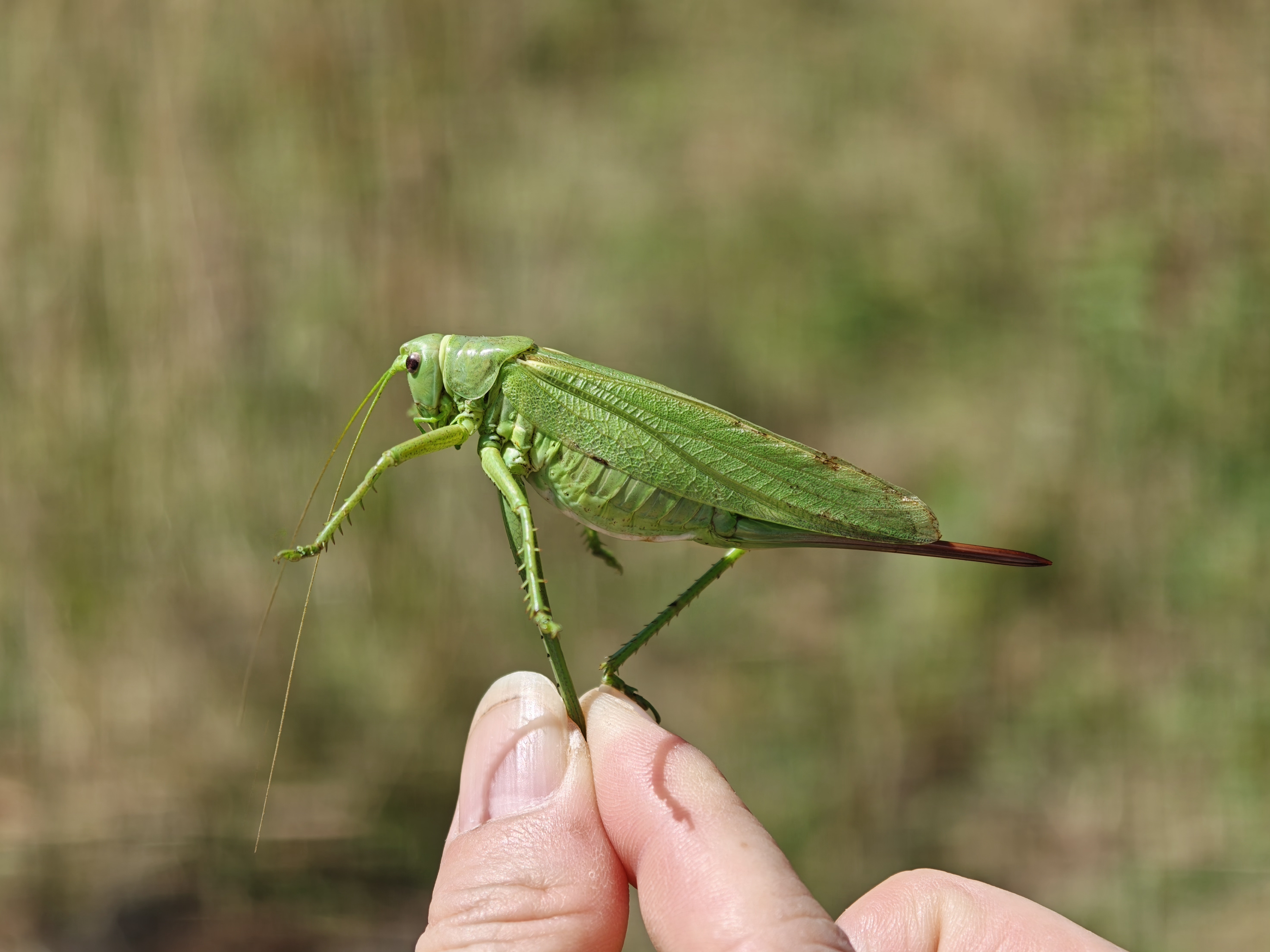 ​​​
