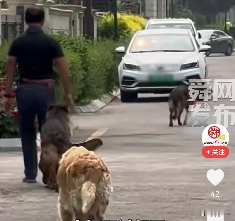 经常能听到一种说法：既然城市里允许养狗，那就应当允许养鸡，甚至养马、养牛、养羊、