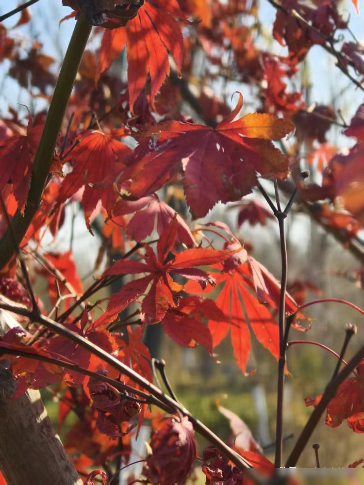 昨晚我跟老公去医院看望公公，公公处于迷糊状态，说话含含糊糊听不清说什么。夜班的护