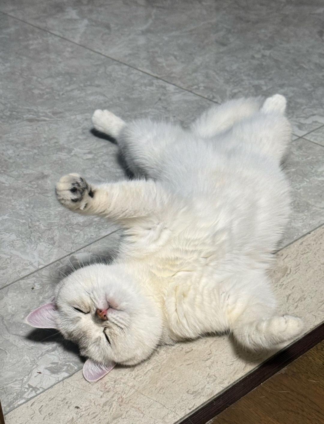 一看就不是矜持的小猫！谁家小猫咪四仰八叉这么睡觉，一点不顾形象。总把它扒拉起
