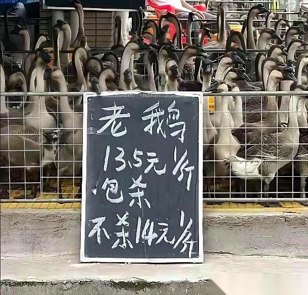 菜市场一个鹅摊，彻底把我整不会了。一个价签，两种价格。活鹅，生龙活虎嘎嘎叫的那