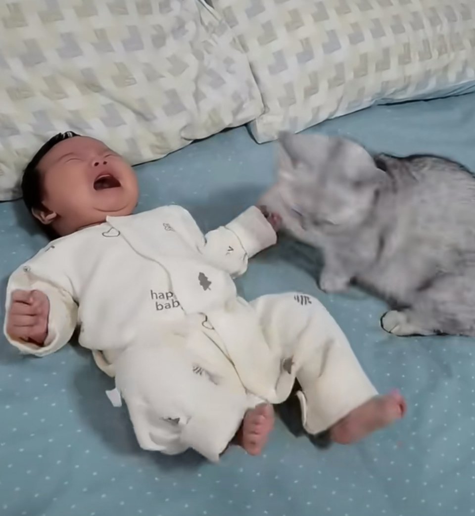 同事给我们看她家的娃和猫猫友好互动。我自己脑补的“少主别哭，你看老身这两个妙脆角