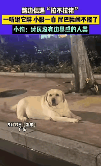 谁懂啊！广东街头偶遇的拉布拉多，直接把“人类勿扰”写在脸上了！