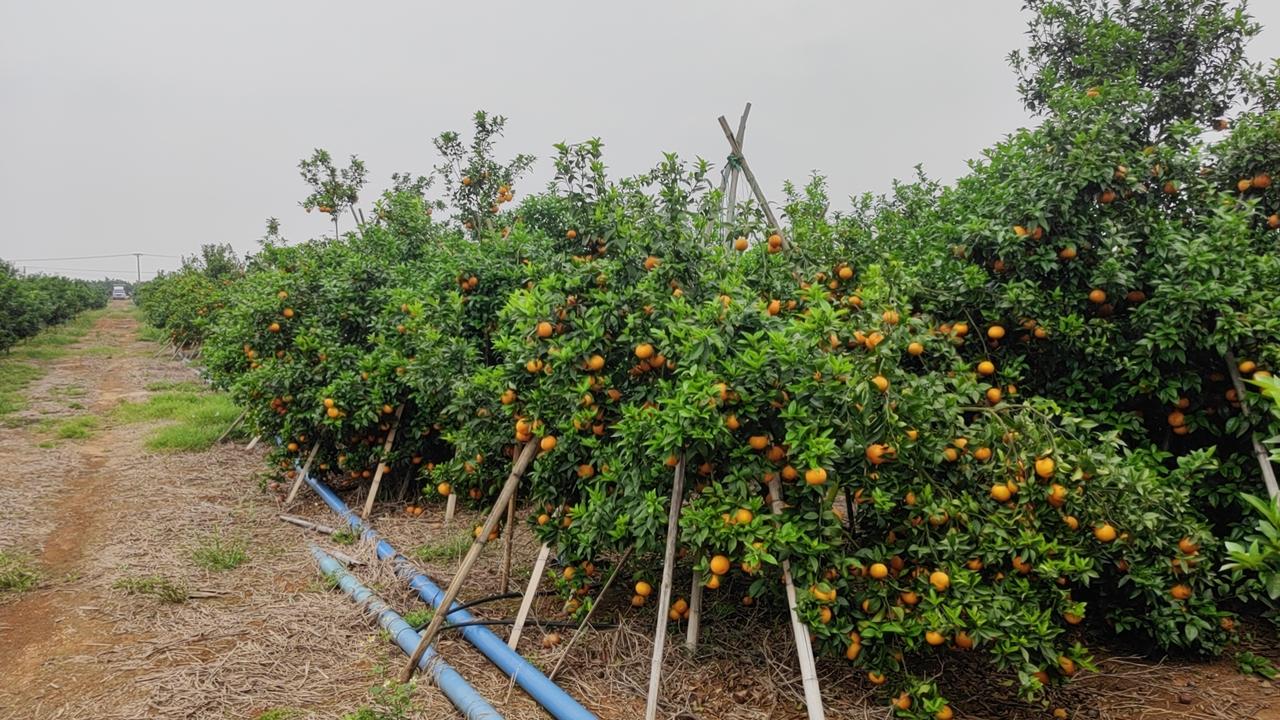 🌳沃柑卖完果后变“风景树”的真相这个说法是沃柑种植圈里的一句“扎心黑话