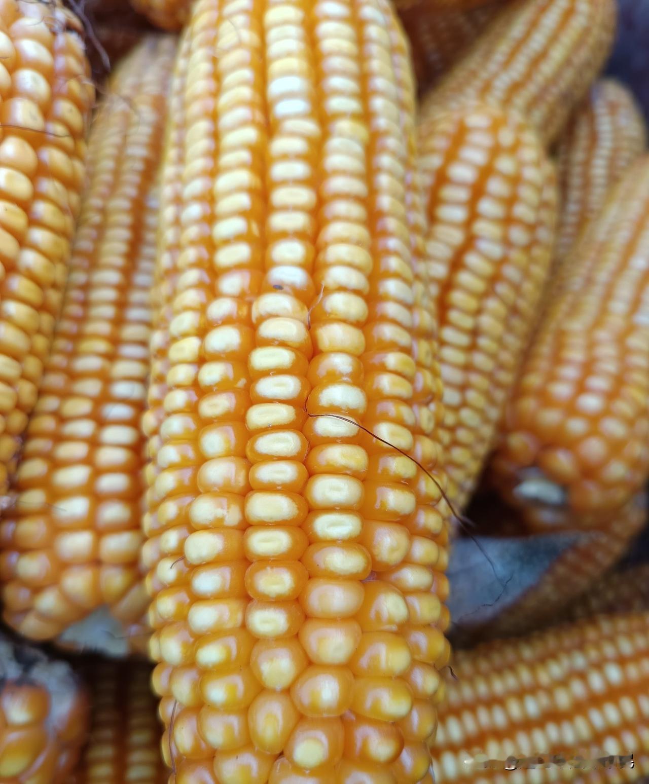 这些个玉米真饱满吖看着就让人喜欢每一穗玉米🌽都是劳动人民的命啊从一株小苗