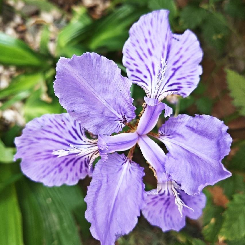 鸢尾花，花形如翩翩起舞的彩蝶，别具一格，美不胜收。鸢尾花是爱的使者，象征光明与